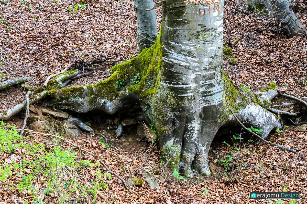 Naturfotografie: Buchenstamm mit ausgeprägten Wurzeln