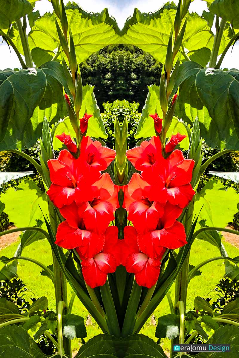 Kreative Fotografie: Rote Gladiole vor grünem Hintergrund horizontal mittig gespiegelt lässt Gartengeister entstehen.