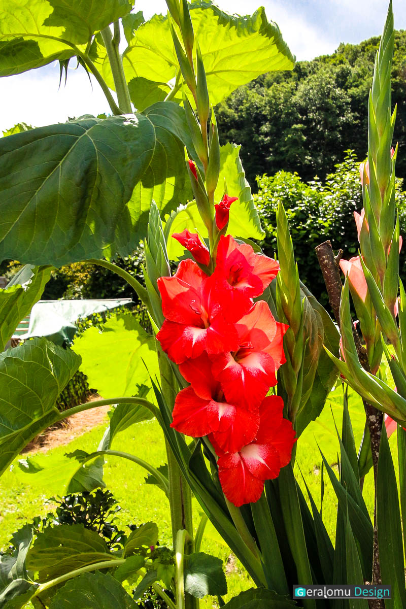 Naturfotografie: Rote Gladiole vor grünem Hintergrund