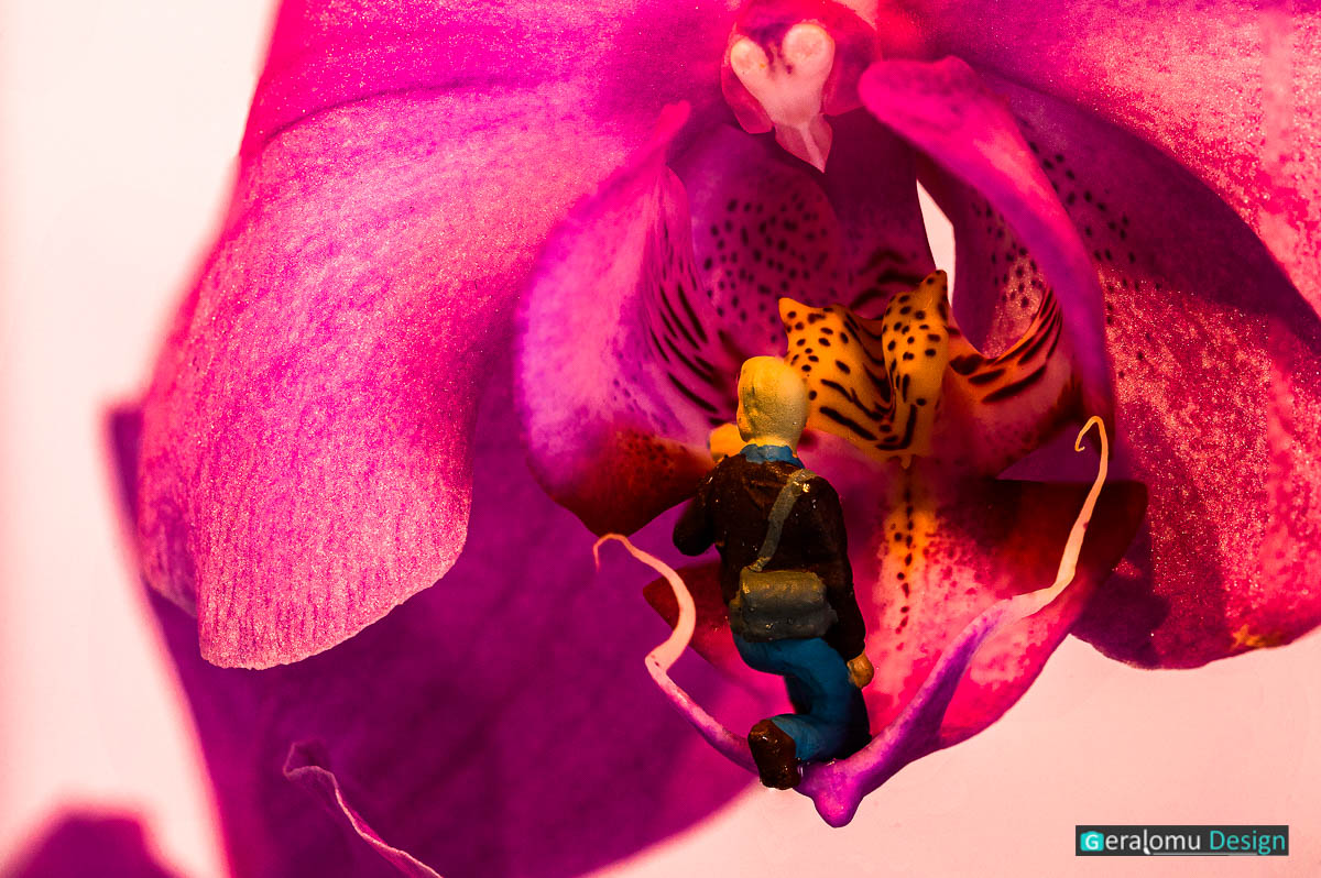 Miniaturwelt: H0-Fotograf sitzt auf dem Blütenblatt einer Orchidee und fotografiert den Blütenkelch.