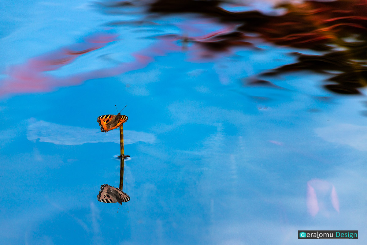 Kreative Fotografie: Das Foto zeigt einen Schmetterling auf einem Halm im Gartenteich.