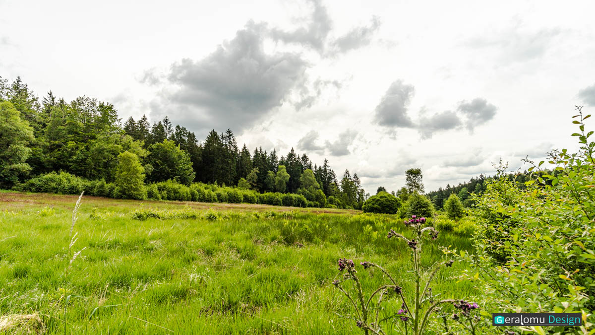 Heidemoorfläche im Hochmoor Bragphenn bei Ormont.