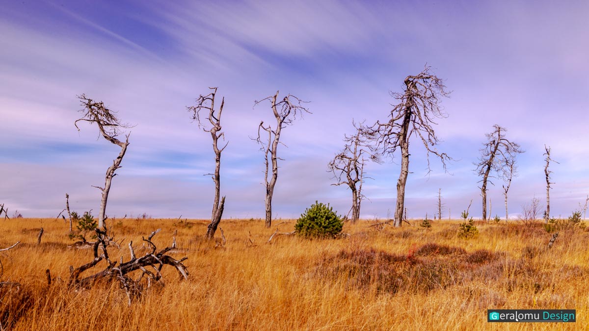 Langzeitbelichtung: Das Foto zeigt eine Gruppe toter Bäume in Nopir Flohay im Hohen Venn.