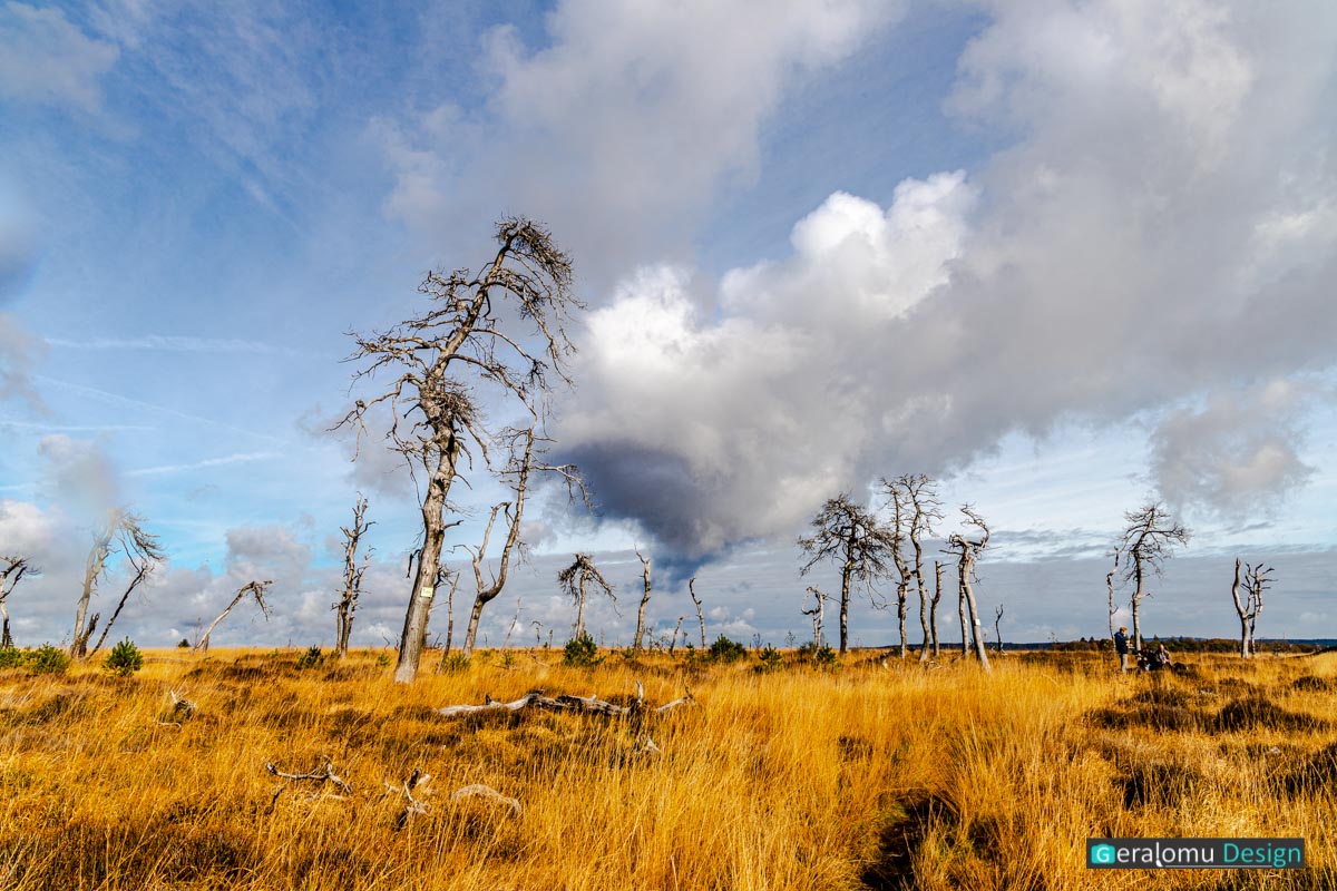 Das Foto zeigt tote Bäume im welken Moorgras in Noir Flohay im Hohen Venn unter einem beeindruckenden Wolkenhimmel.
