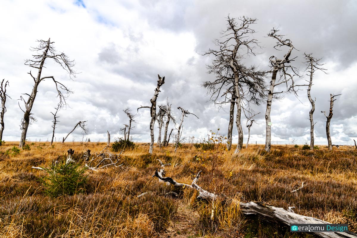 Das Foto zeigt tote Bäume im welken Moorgras in Noir Flohay im Hohen Venn vor grauen Regenwolken.
