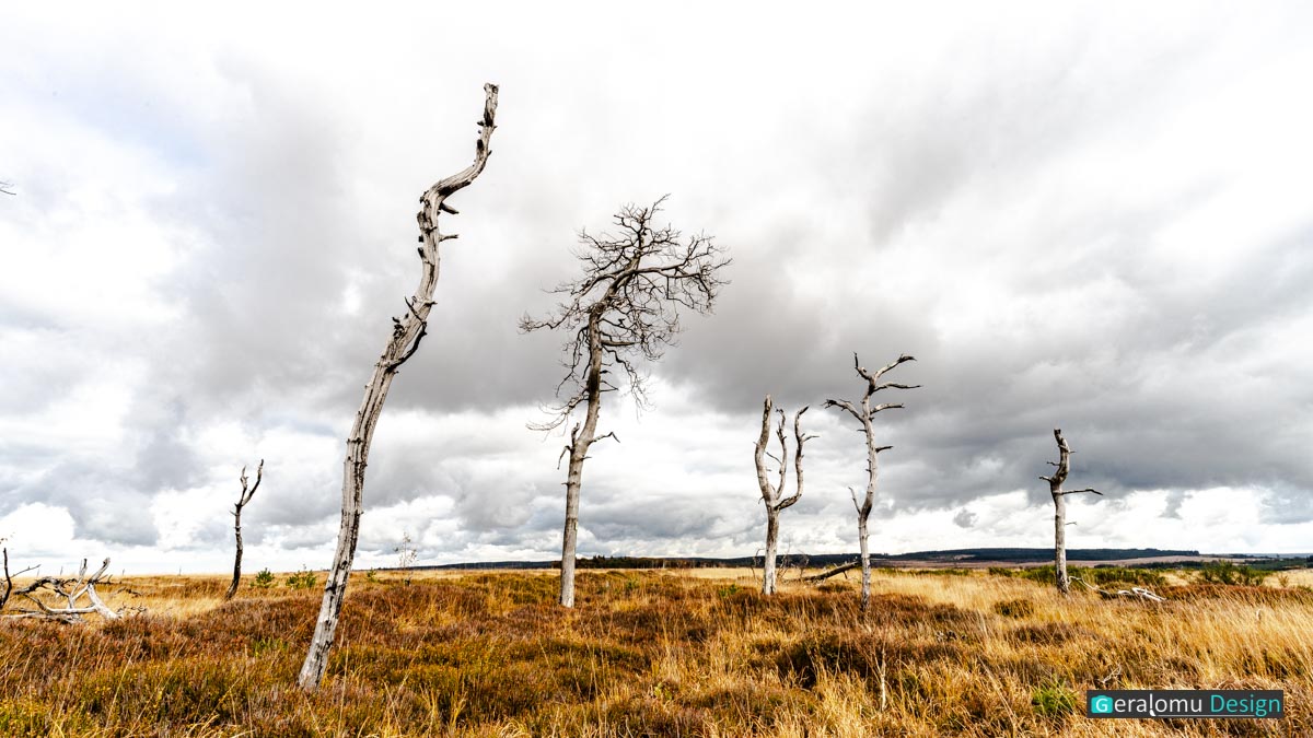 Das Foto zeigt tote Bäume im welken Moorgras in Noir Flohay im Hohen Venn unter dunklen Wolken.