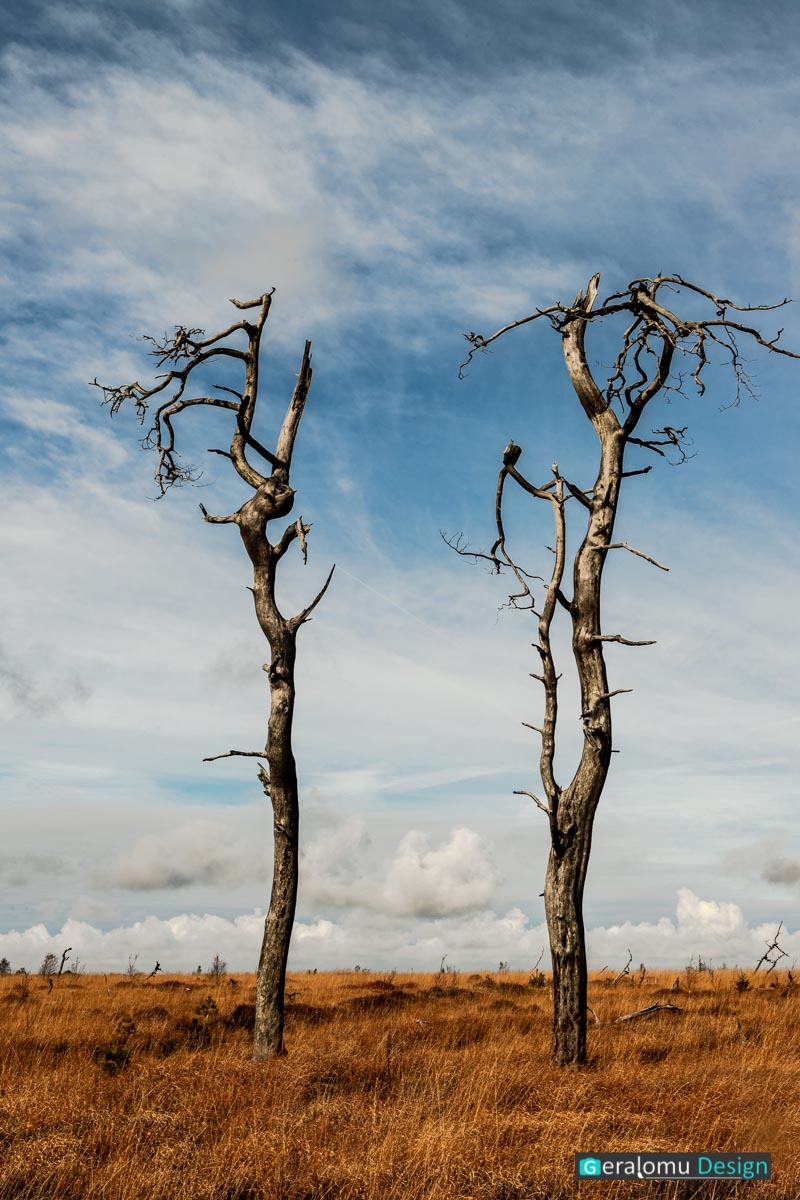 Das Foto zeigt ein Paar toter Bäume in Noir Flohay im Hohen Venn.