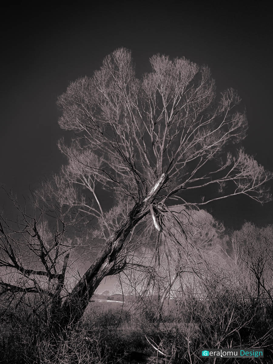 Dieses Naturfoto zeigt einen Baum am Ufer der Prüm.