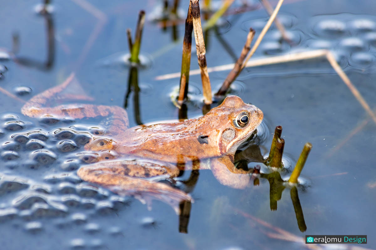 Diese Naturfotografie zeigt einen Frosch beim Ablaichen in einem Teich.