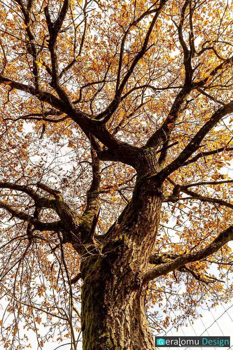 Diese Naturfotografie zeigt eine herbstliche Baumkrone auf dem Ferschweiler Plateua.