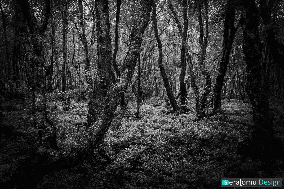 Diese Naturfotografie zeigt knorrige Birken im Hochmoor Bragphenn bei Ormont.