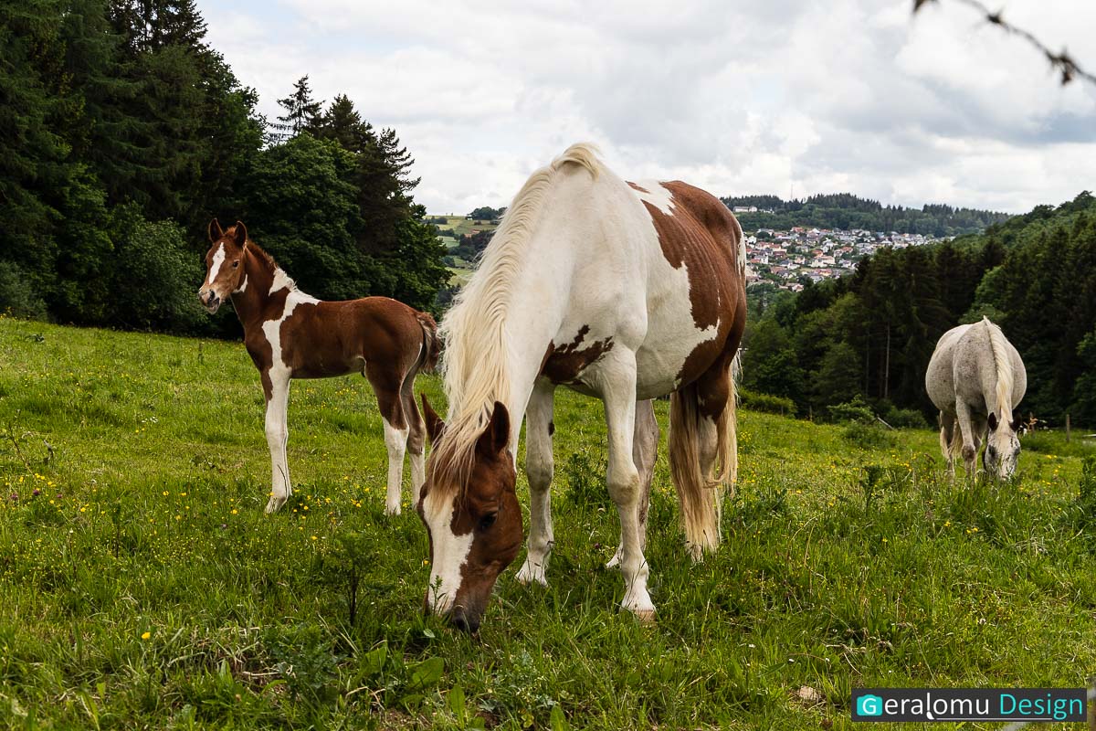 Diese Naturfotografie zeigt ein Pferd mit ihrem sehr jungen Fohlen weidend auf einer Wiese.