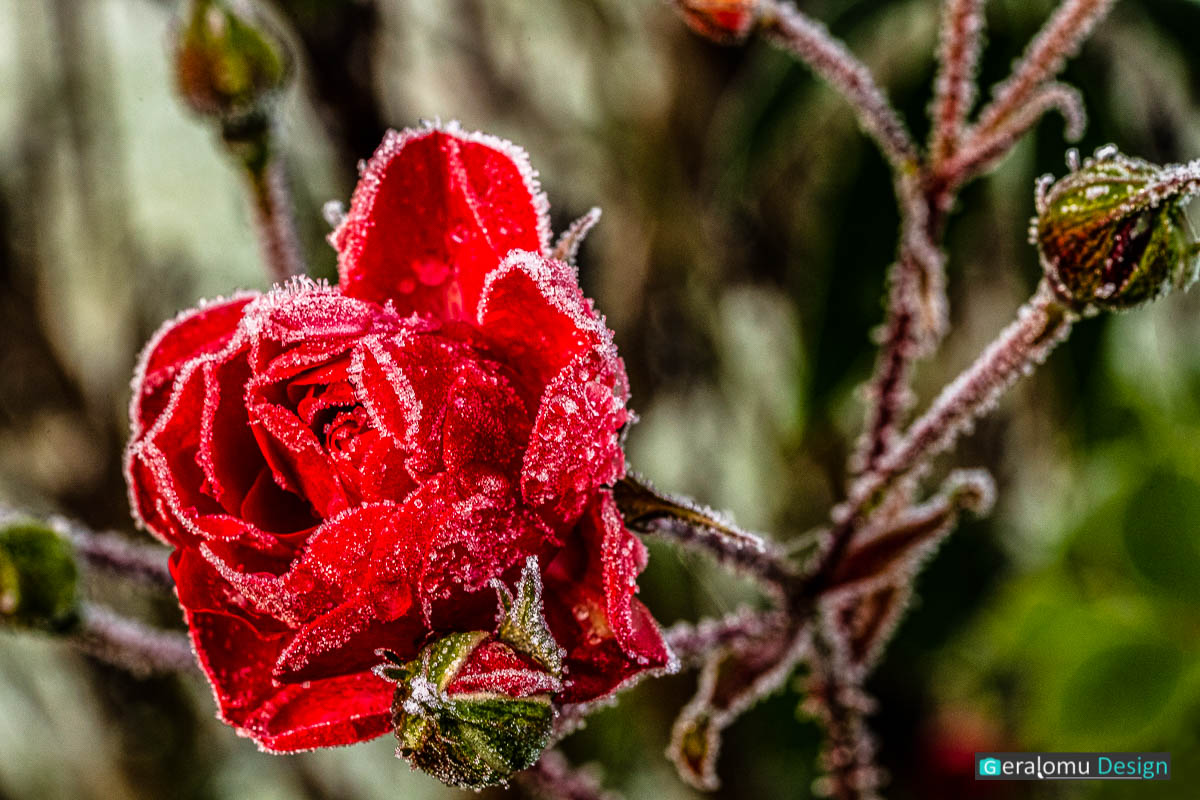 Diese Naturfotografie zeigt eine rote Rosenblüte mit Raureif benetzt.