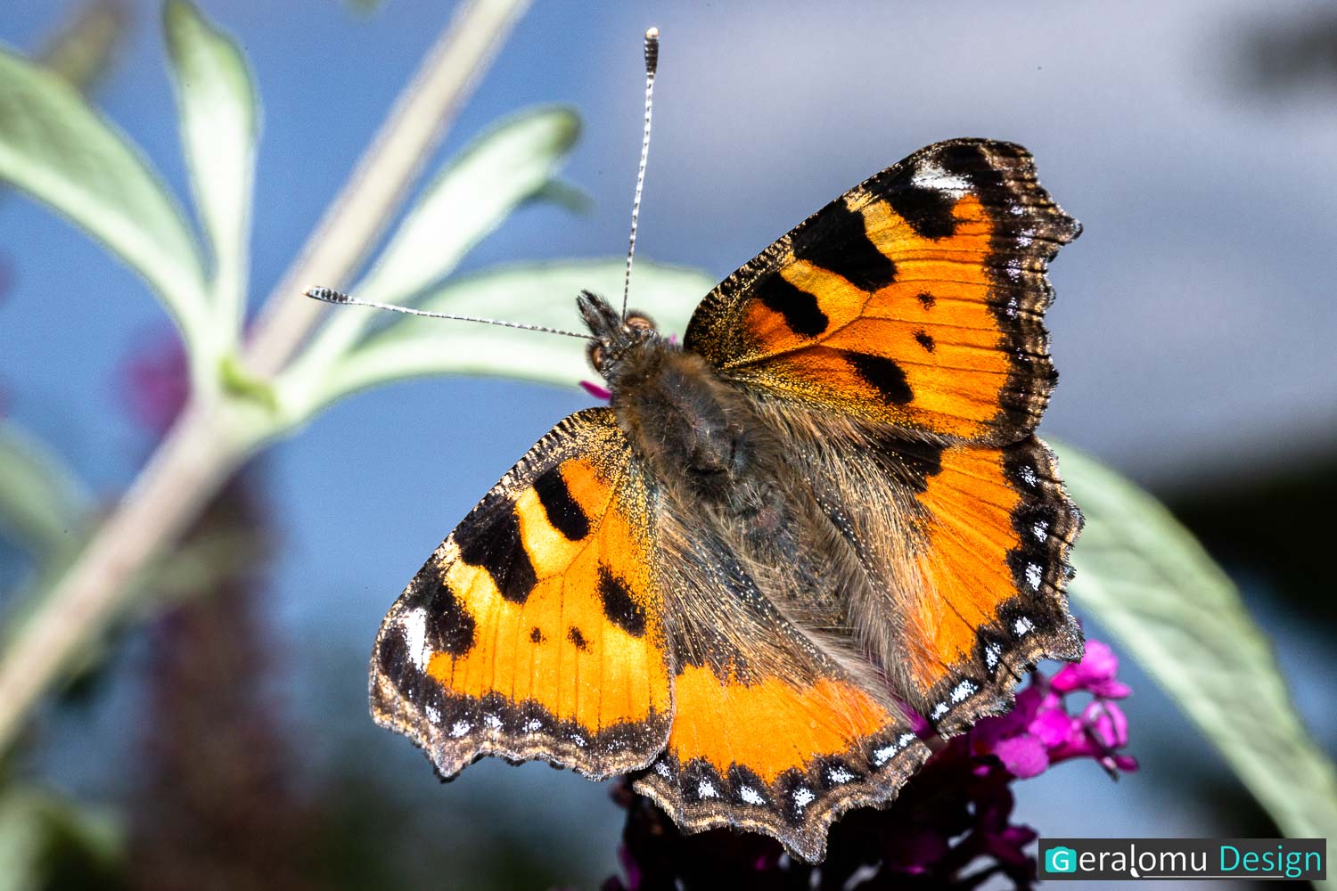 Makro: Zu sehen ist der Schmetterling "Kleiner Fuchs", wie er mit ausgebreiteten Flügeln auf einem Pflanzenblatt sitzt.