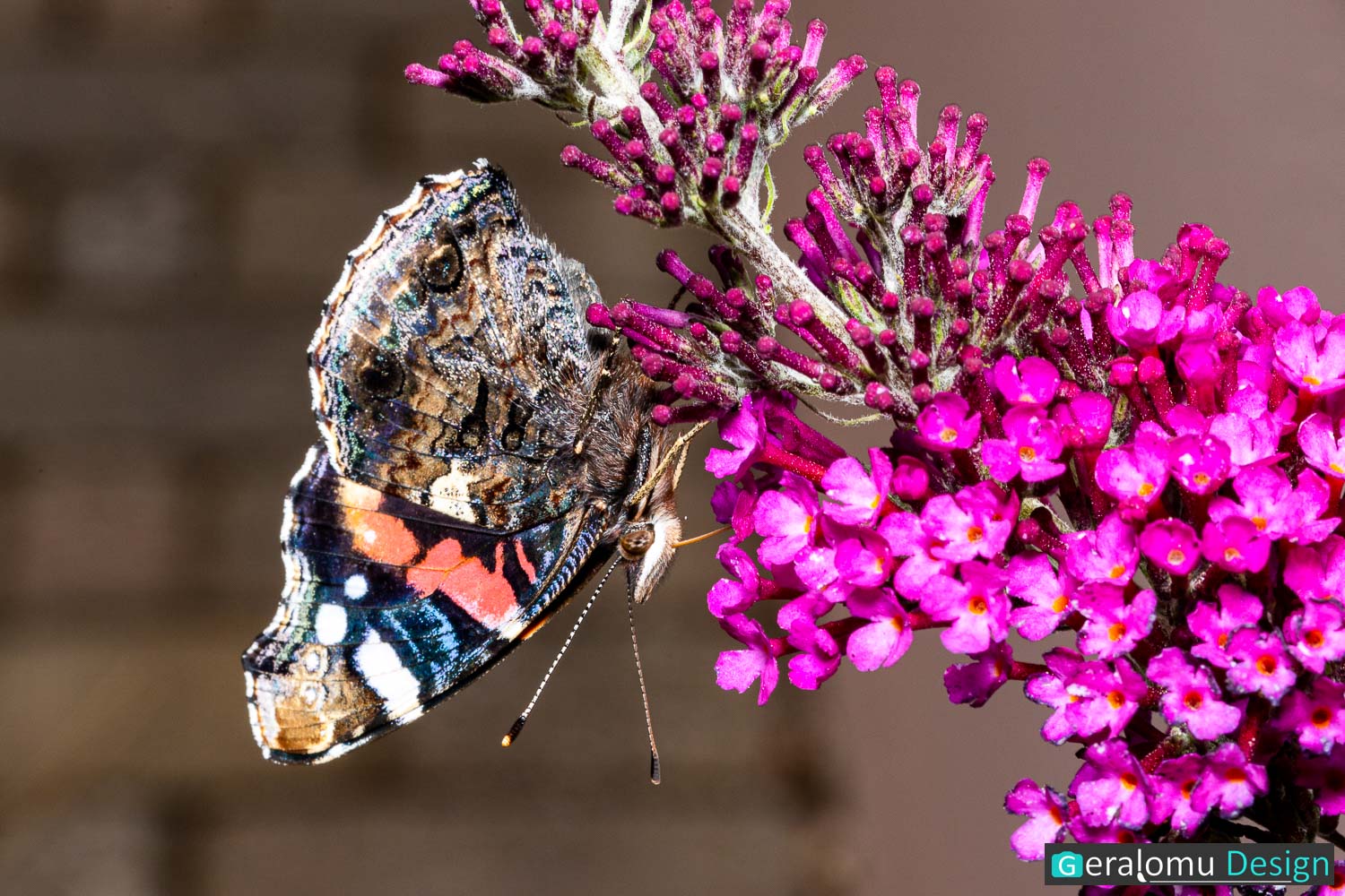 Makro: Das Foto zeigt einen Schmetterling mit gefalteten Flügeln, der kopfüber an einer lila Blütentraube hängt.