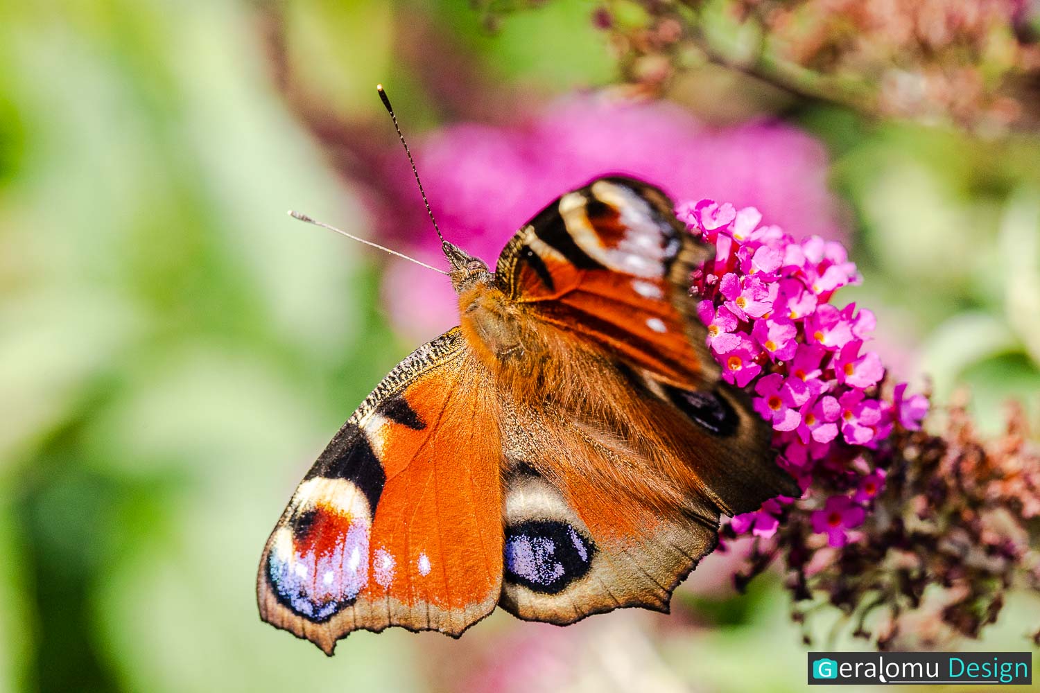 Makro: Das Bild zeigt einen Tagpfauenauge-Schmetterling, der an einer lila Blütentraube hängt.
