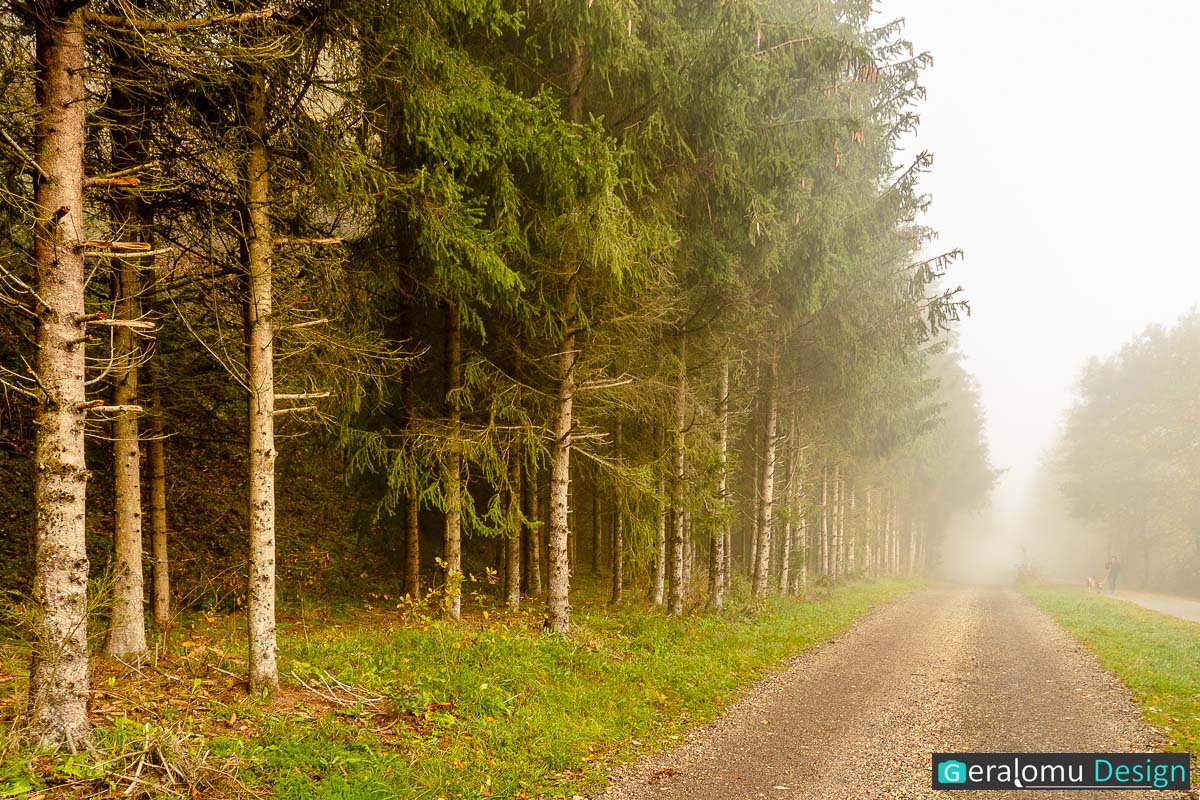Dieses Naturfoto zeigt einen Waldweg im morgendlichen Nebel.