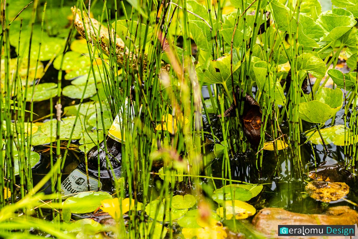 Dieses Naturfoto zeigt eine weggeworfene Bierflasche zwischen Sumpfpflanzen in einem Sumpfgebiet.n einem Sumpfgebiet.