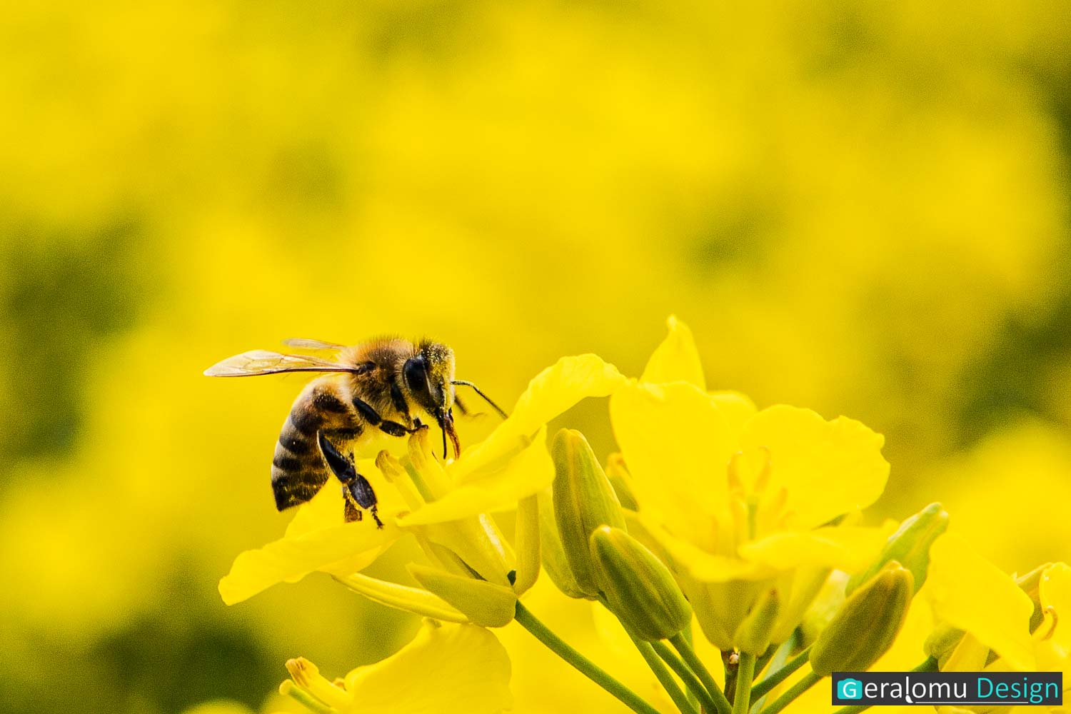 Makro: Das Foto zeigt eine Wildbiene auf einer gelben Rapsblüte.