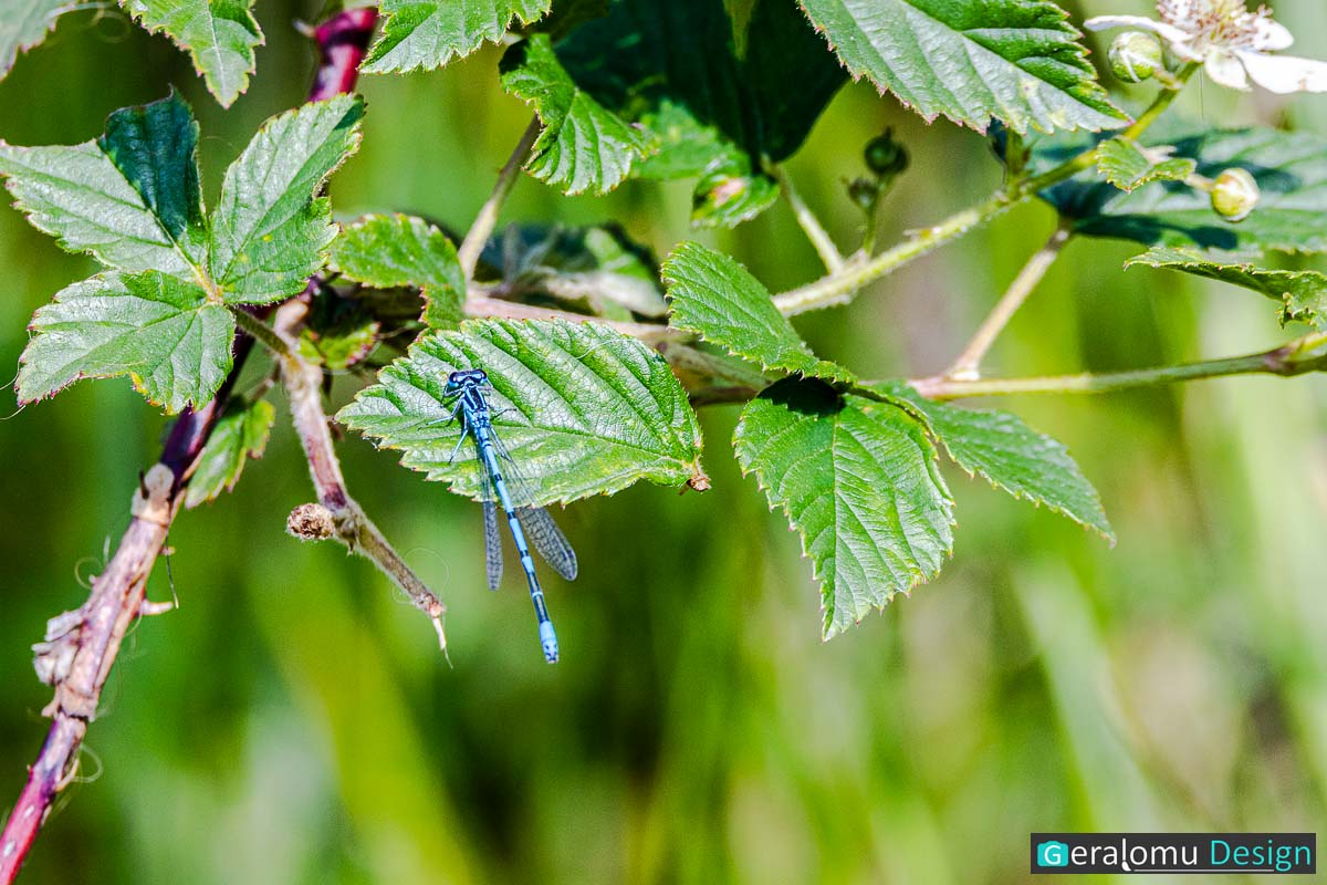 Diese Naturfotografie zeigt eine blaue Libelle auf einem grünen Pflanzenblatt in einer Feuchtwiese im luxemburgischen Naturpark Cornelys Millen.