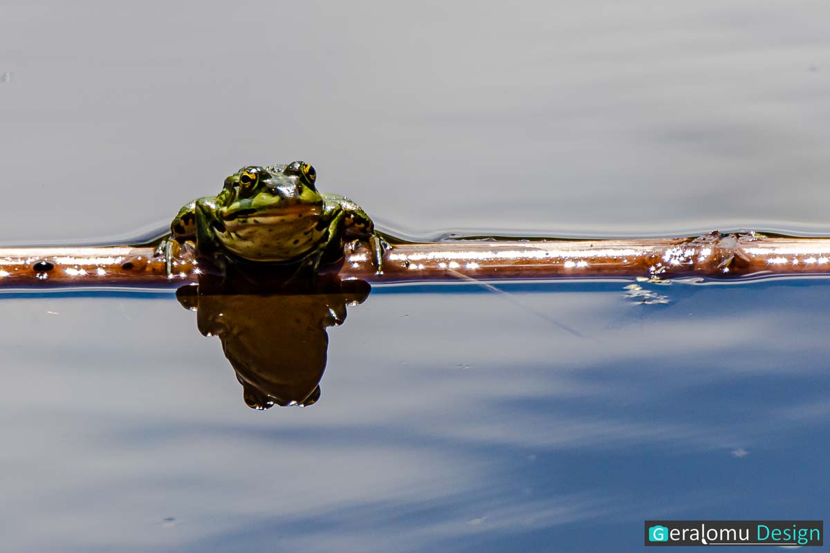 Dieses Naturfoto zeigt einen grünen Frosch, der auf einem Röhrichthalm in einem Teich des luxemburgischen Naturparks Cornelys Millen ruht.