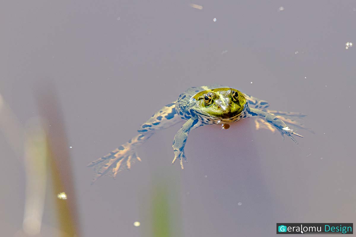 Dieses Naturfoto zeigt einen grünen Frosch im Teichwasser einer Feuchtwiese im luxemburgischen Naturpark Cornelys Millen.