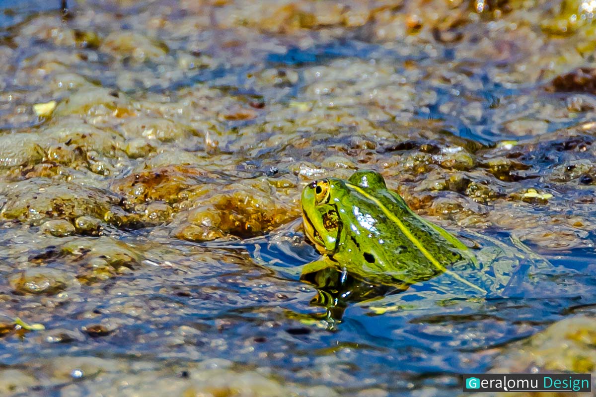 Diese Naturfotografie zeigt einen grünen Frosch im Tümpelschlamm in einer Feuchtwiese im luxemburgischen Naturpark Cornelys Millen.