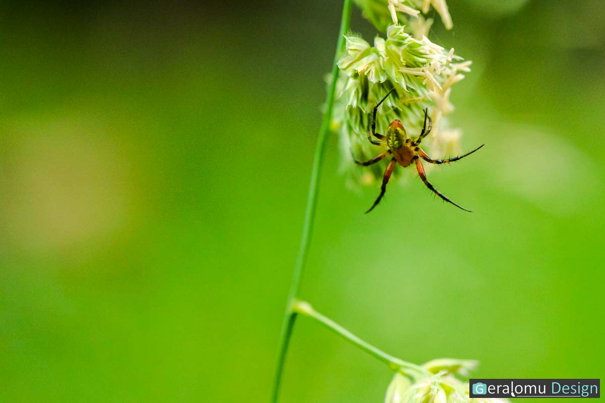 Diese Makroaufnahme zeigt eine Spinne unter einer Blüte auf dem Weg zur Prümquelle.