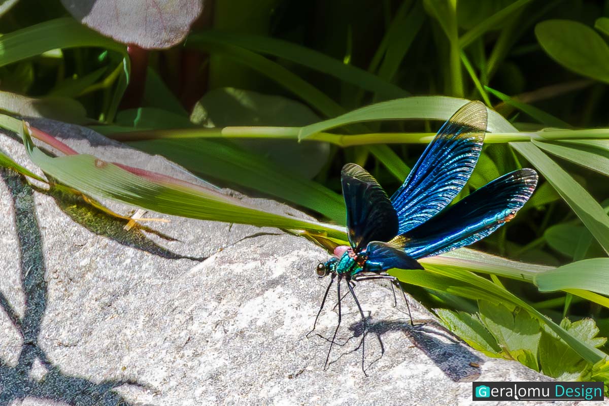 Diese Makrofotografie zeigt eine Blauflügel-Prachtlibelle, entdeckt im Neuerburger Kurpark im Kreis Bitburg-Prüm.