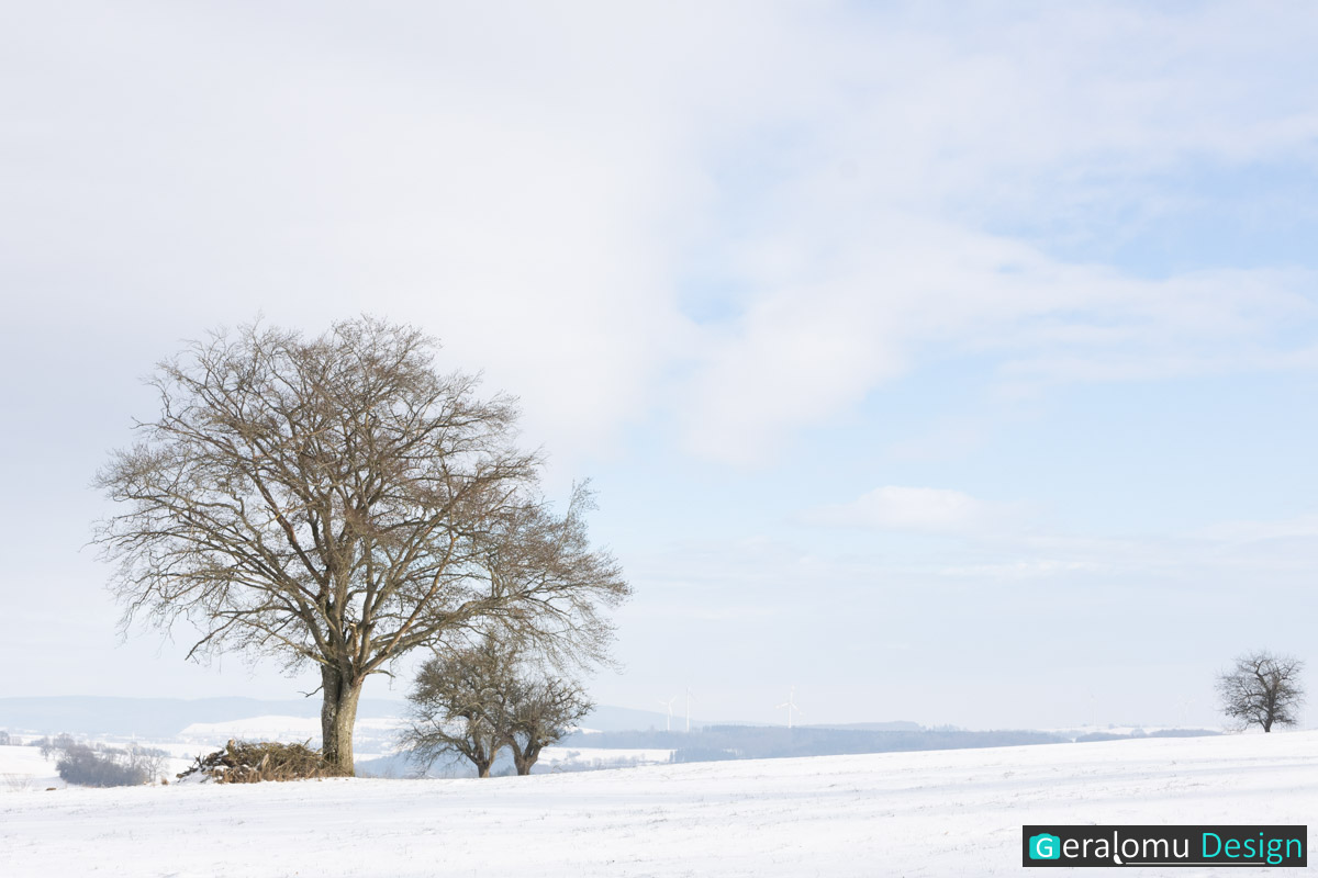 Diese Landschaftsfotografie zeigt einen Baum in schneebedeckter Winterlandschaft in pastellfarbigen Tönen.