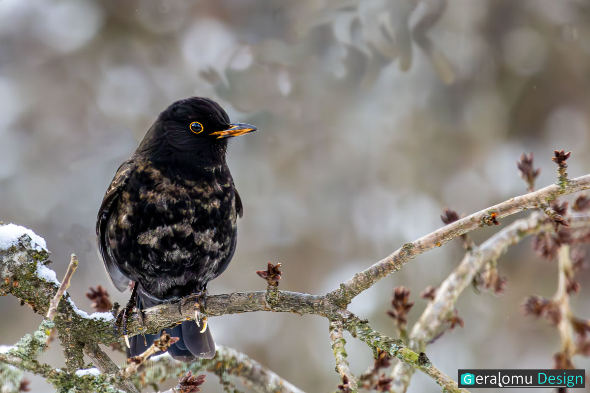 Dieses Naturfoto zeigt eine Amsel, die bei Frost in einer Baumkrone sitzt.