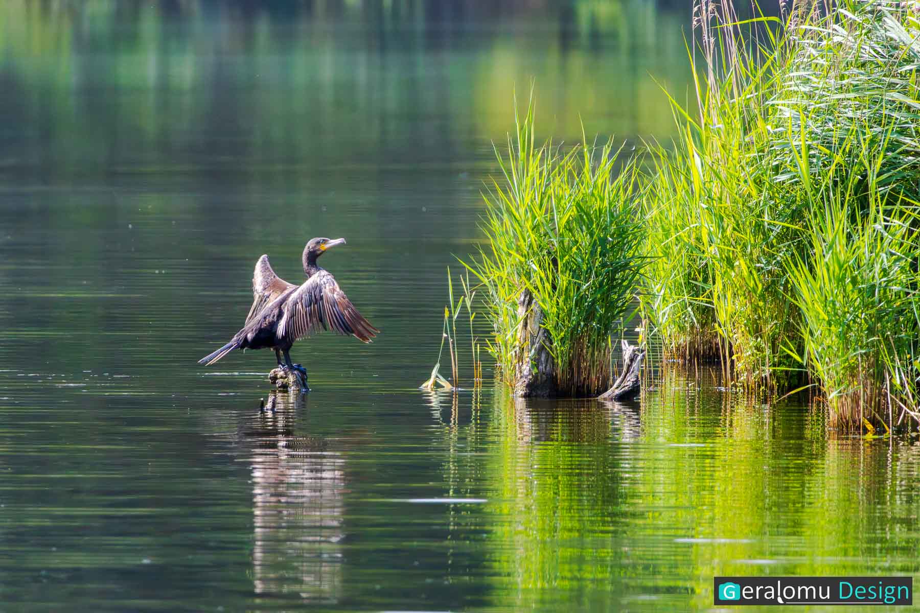Dieses Naturfoto zeigt einen Kormoran, der auf einem Pfahl im Wasser steht und seine Flügel im Sonnenlicht ausbreitet.