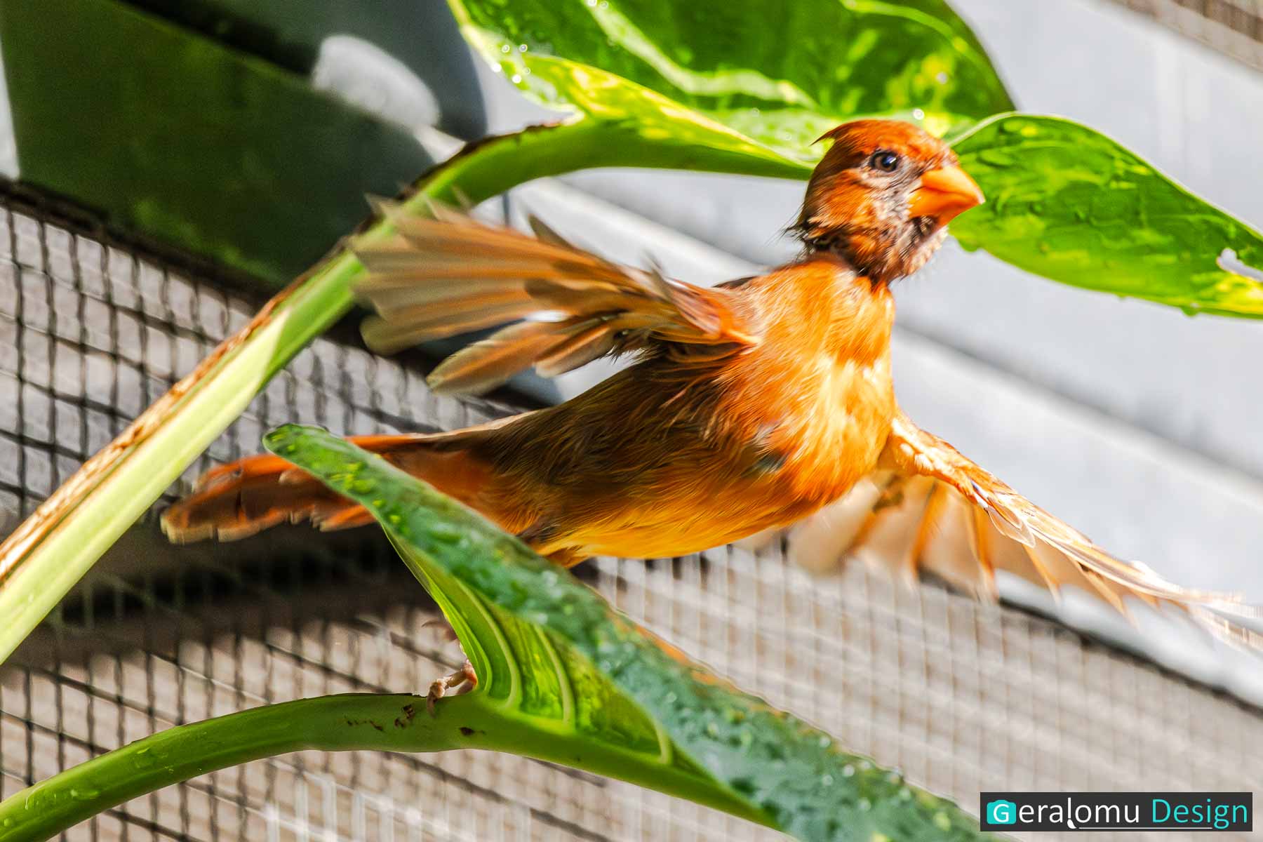 Dieses Naturfoto zeigt ein Vogelweibchen des Roten Kardinals im Kölner Zoo.