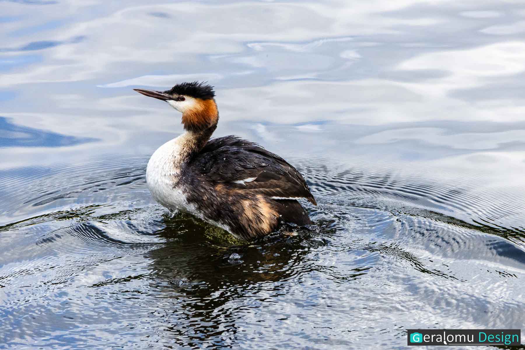 Dieses Naturfoto zeigt einen Haubentaucher in der Müggelspree bei Treptow-Köpenick, Berlin.