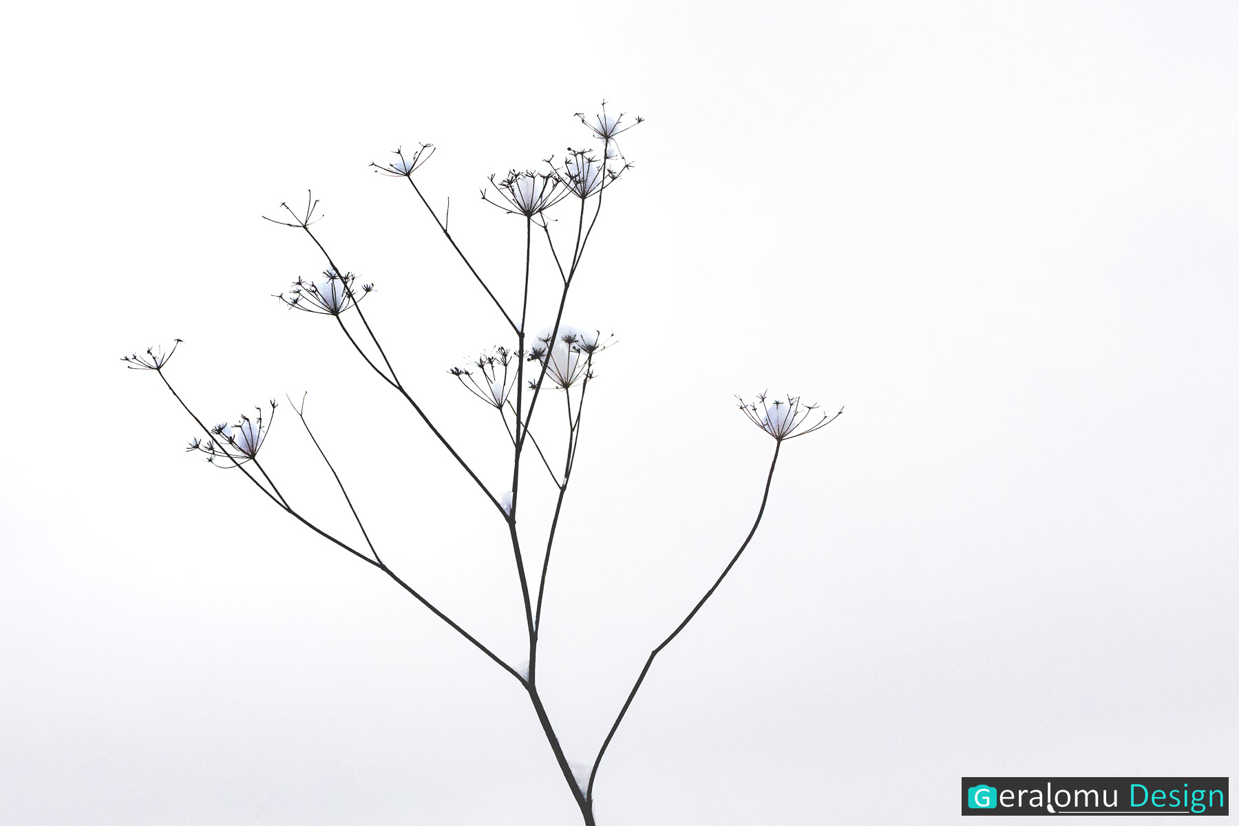 kreativfoto-high-key-naturfoto Dieses Kreativfoto zeigt ein Naturfoto im High-Key-Stil.