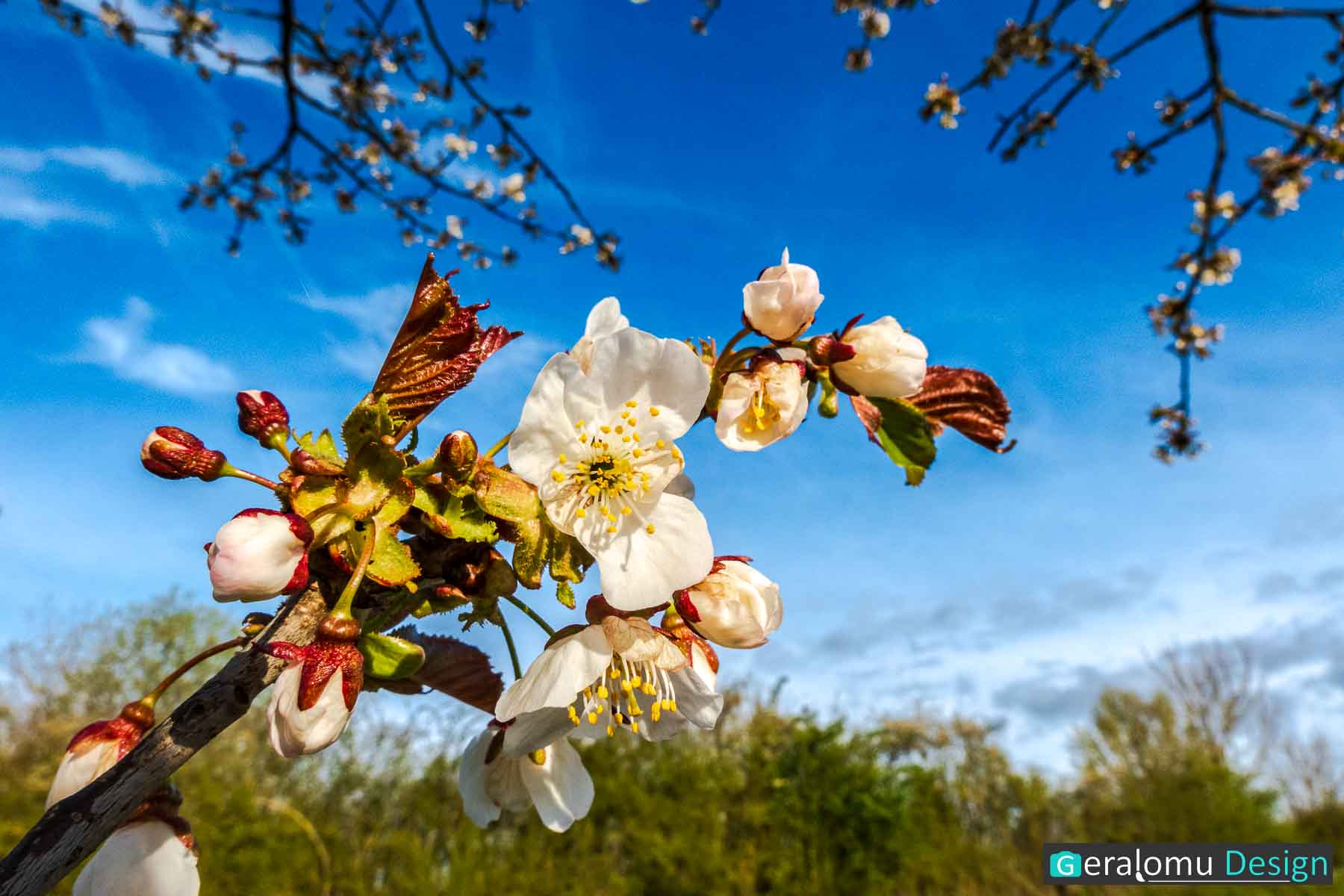 Dieses Naturfoto zeigt die ersten Kirschbaumblüten des Jahres 2026.